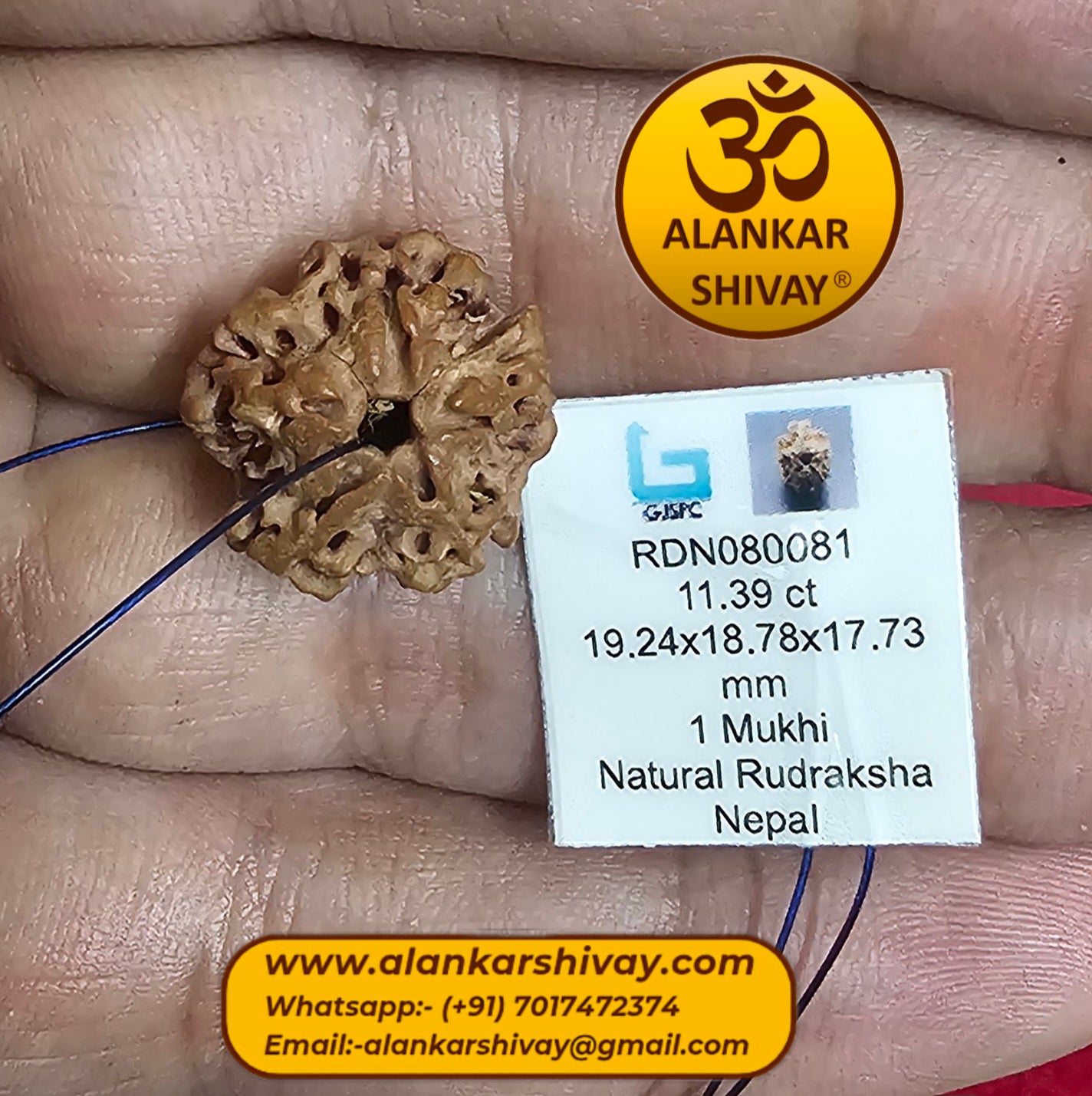 1 FACED RUDRAKSH (ROUND NEPALI) WITH X-RAY REPORT
