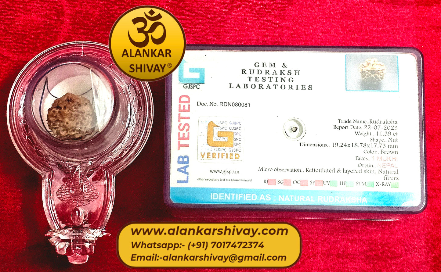 1 FACED RUDRAKSH (ROUND NEPALI) WITH X-RAY REPORT