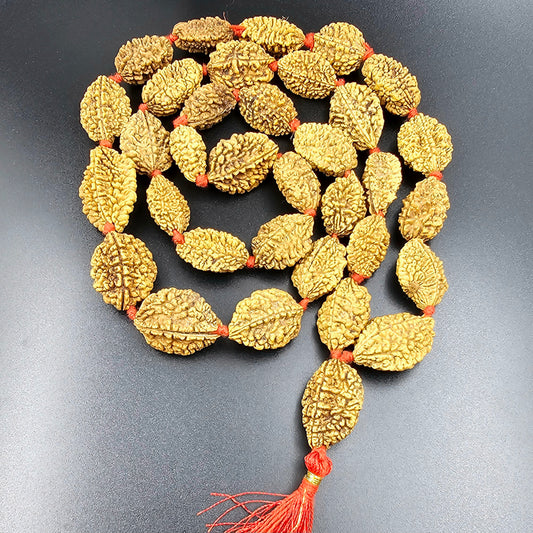 2 MUKHI HIMALAYAN RUDRAKSHA (54+1 BEADS)