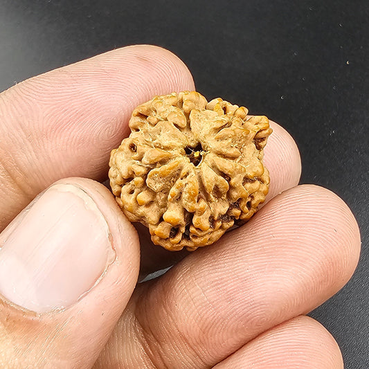 NIRANKAR(FACELESS) RUDRAKSH WITH LAB CERTIFICATION