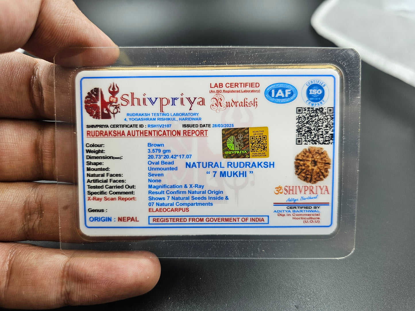 7 MUKHI RUDRAKSHA WITH X-RAY LAB CERTIFICATION (20 MM -24 MM BEADS)