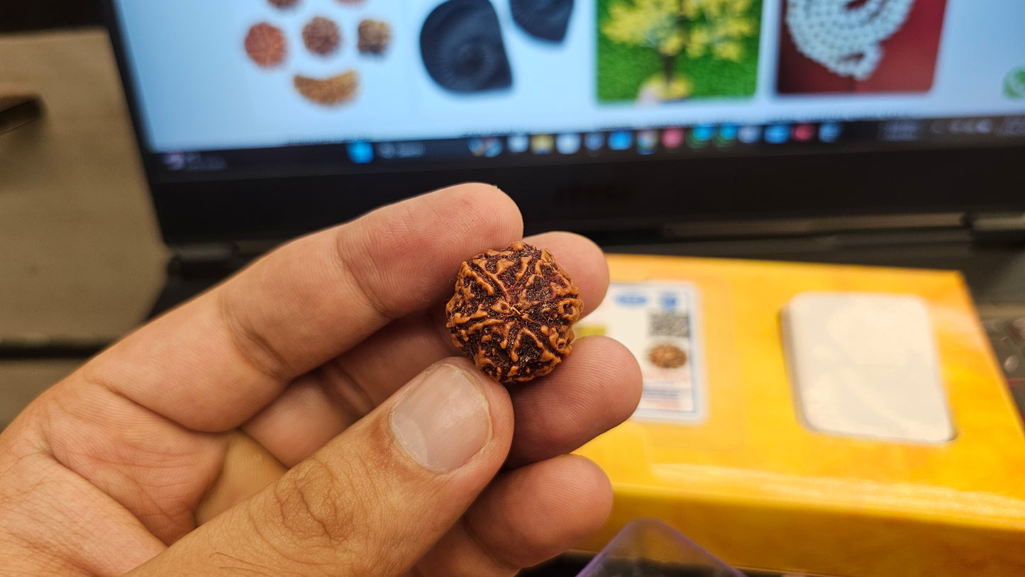 6 MUKHI NEPALI RUDRAKSH WITH X RAYS LAB CERTIFICATION