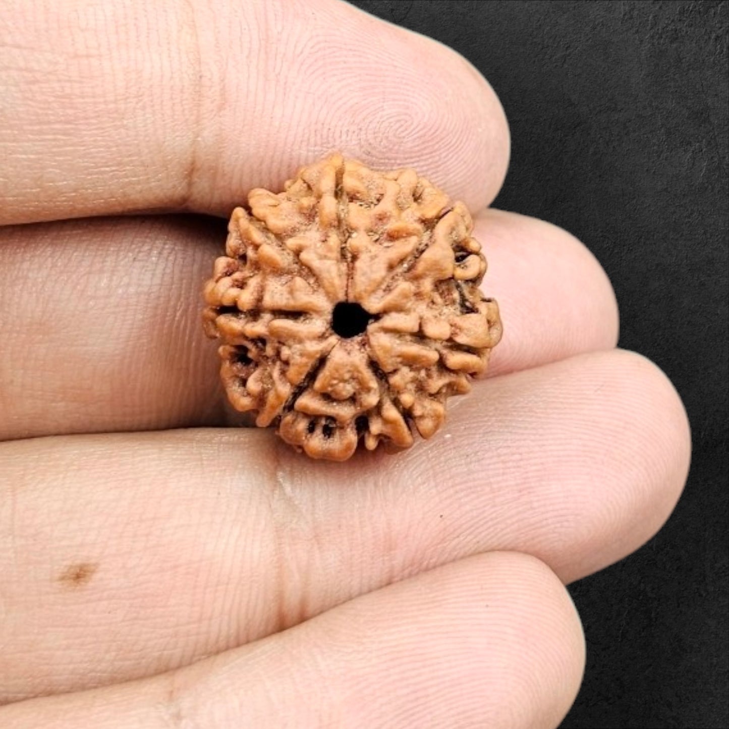 7 MUKHI RUDRAKSHA WITH X-RAY LAB CERTIFICATION (20 MM -24 MM BEADS)