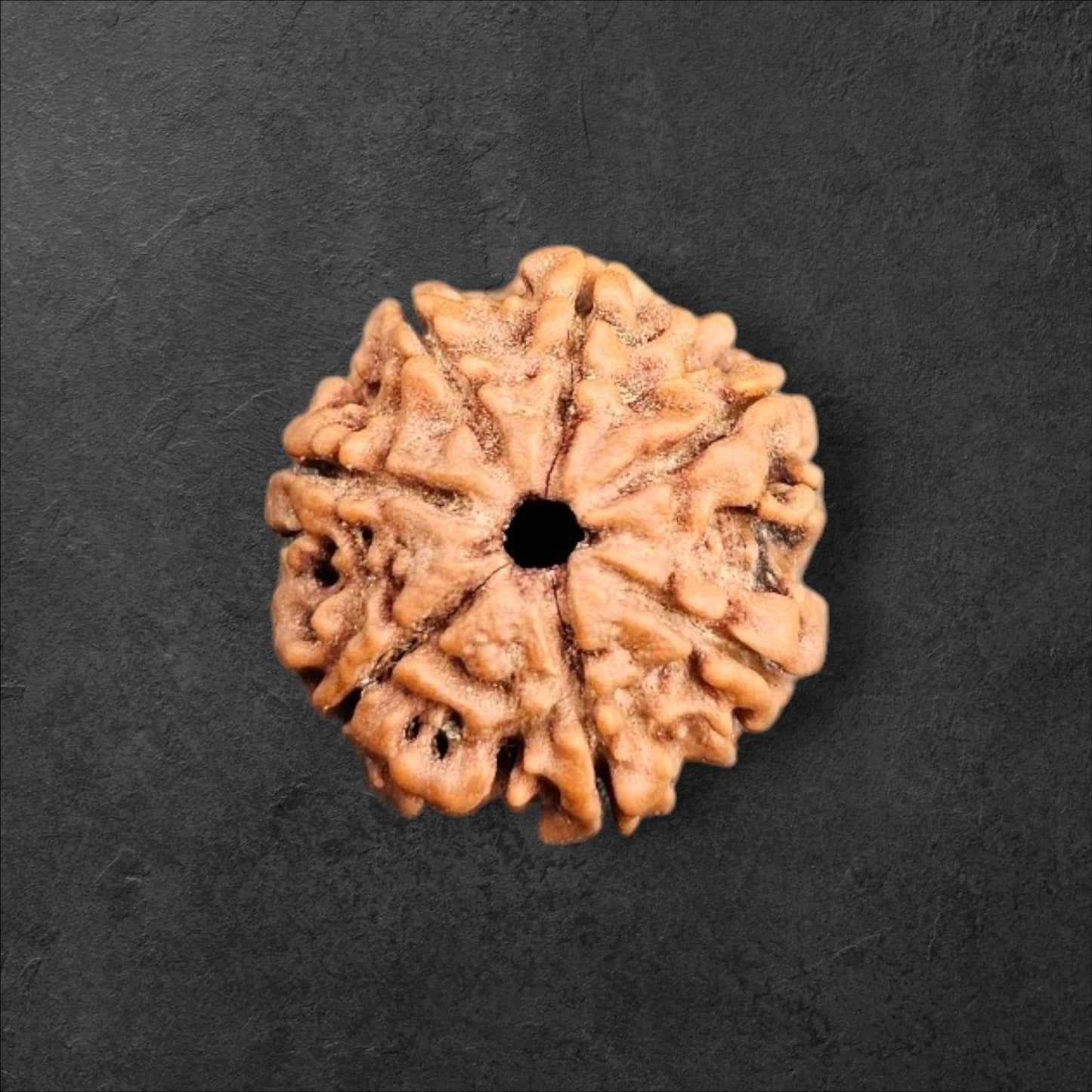 7 MUKHI RUDRAKSHA WITH X-RAY LAB CERTIFICATION (20 MM -24 MM BEADS)