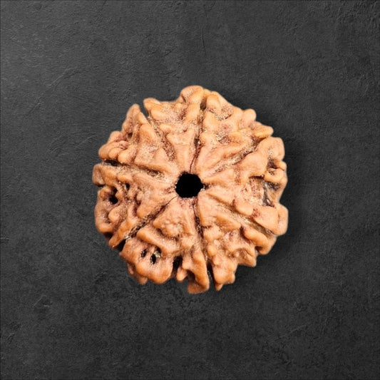 7 MUKHI RUDRAKSHA WITH X-RAY LAB CERTIFICATION (15 MM -19 MM BEADS)