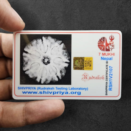 7 MUKHI (PREMIUM QUALITY FULL 7 SEEDS) RUDRAKSHA WITH X-RAY LAB CERTIFICATION