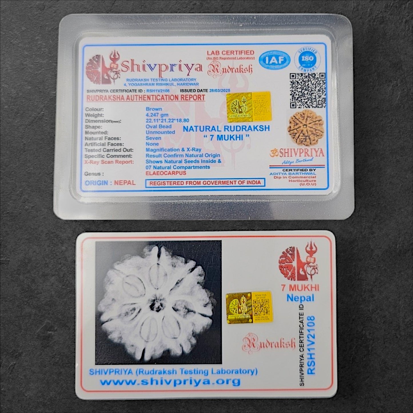 7 MUKHI RUDRAKSHA WITH X-RAY LAB CERTIFICATION (20 MM -24 MM BEADS)