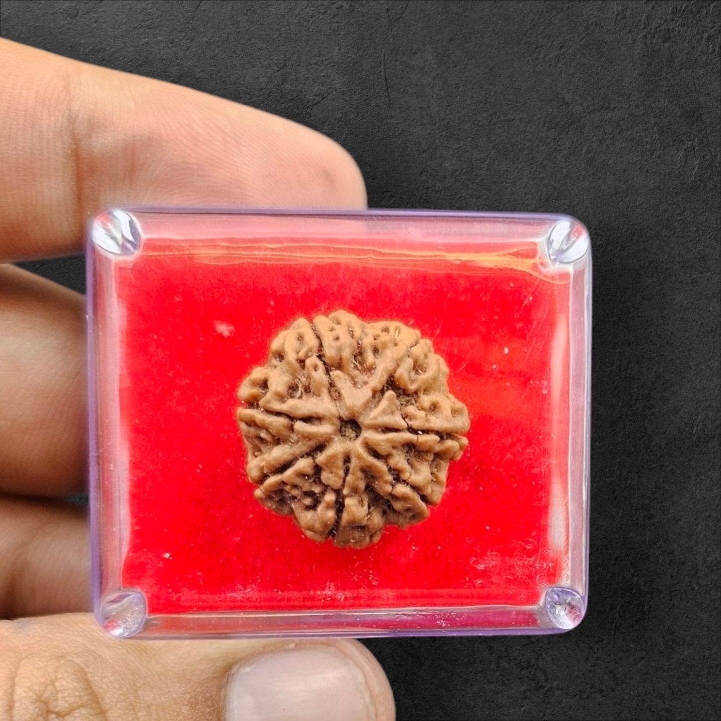 7 MUKHI RUDRAKSHA WITH X-RAY LAB CERTIFICATION (20 MM -24 MM BEADS)