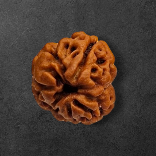 3 MUKHI RUDRAKSH NEPAL ORIGIN WITH X RAY LAB CERTIFICATION