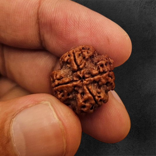 4 MUKHI RUDRAKSH NEPAL ORIGIN WITH X RAY LAB CERTIFICATION