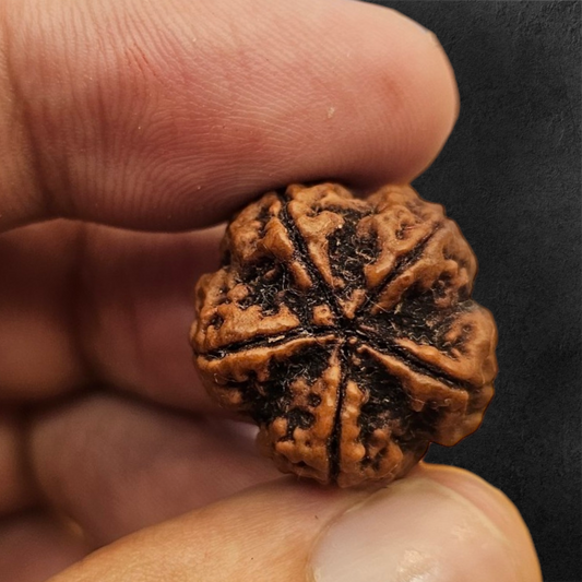 5 MUKHI RUDRAKSH NEPAL ORIGIN WITH X RAY LAB CERTIFICATION