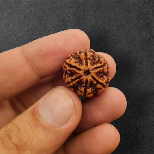 6 MUKHI NEPALI RUDRAKSH WITH X RAYS LAB CERTIFICATION