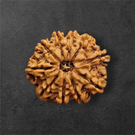 10 MUKHI RUDRAKSH NEPAL ORIGIN WITH X RAYS LAB CERTIFICATION