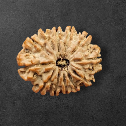 12 MUKHI RUDRAKSH NEPAL ORIGIN WITH LAB CERTIFICATION