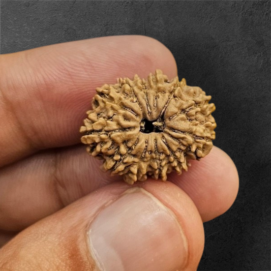 13 MUKHI RUDRAKSH NEPAL ORIGIN WITH LAB CERTIFICATION