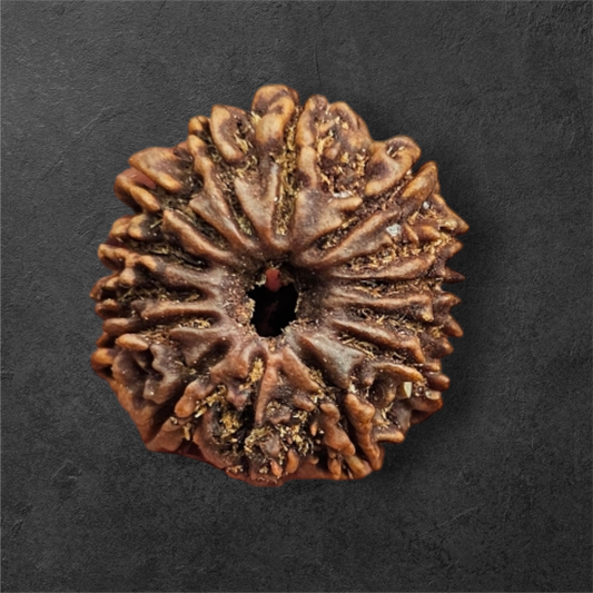 14 MUKHI RUDRAKSH NEPAL ORIGIN WITH LAB CERTIFICATION