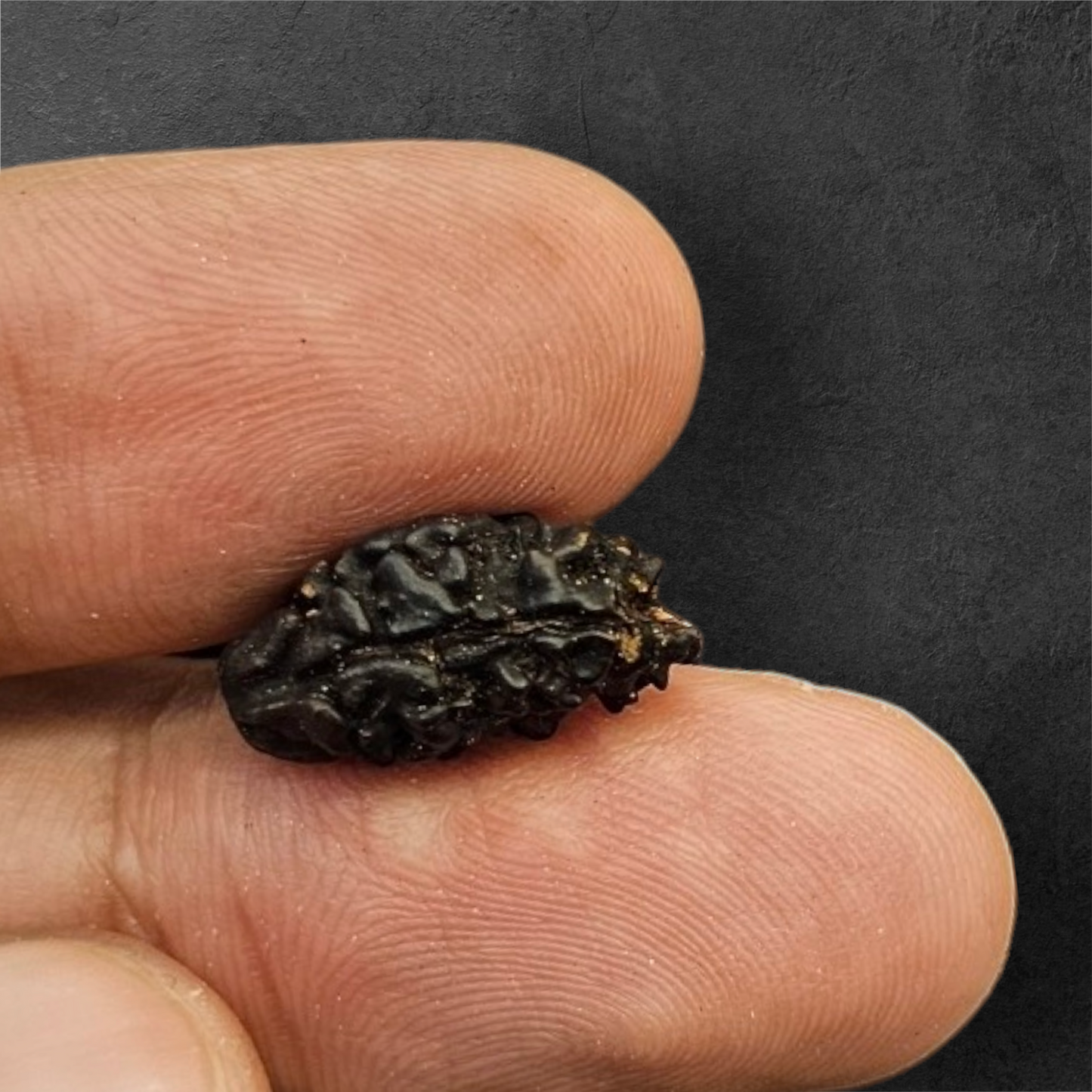 2 MUKHI NEPALI RUDRAKSH WITH X RAY LAB CERTIFICATION