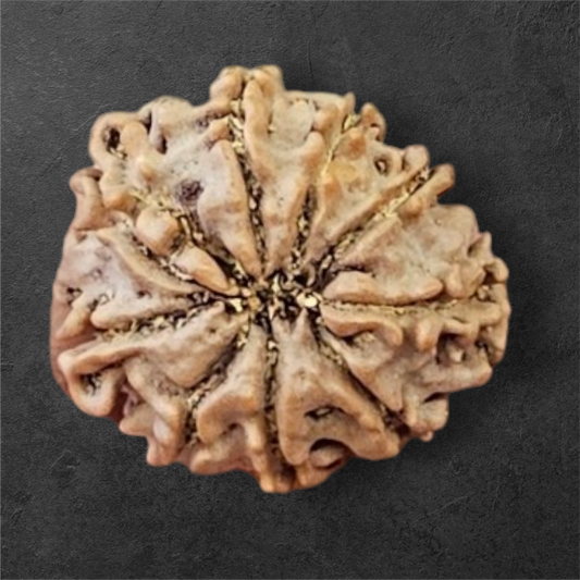 9 MUKHI RUDRAKSH NEPAL ORIGIN WITH LAB CERTIFICATION