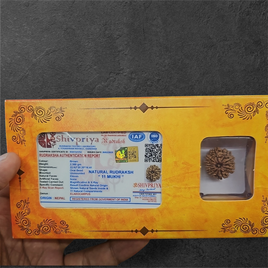 11 MUKHI RUDRAKSH NEPAL ORIGIN WITH LAB CERTIFICATION