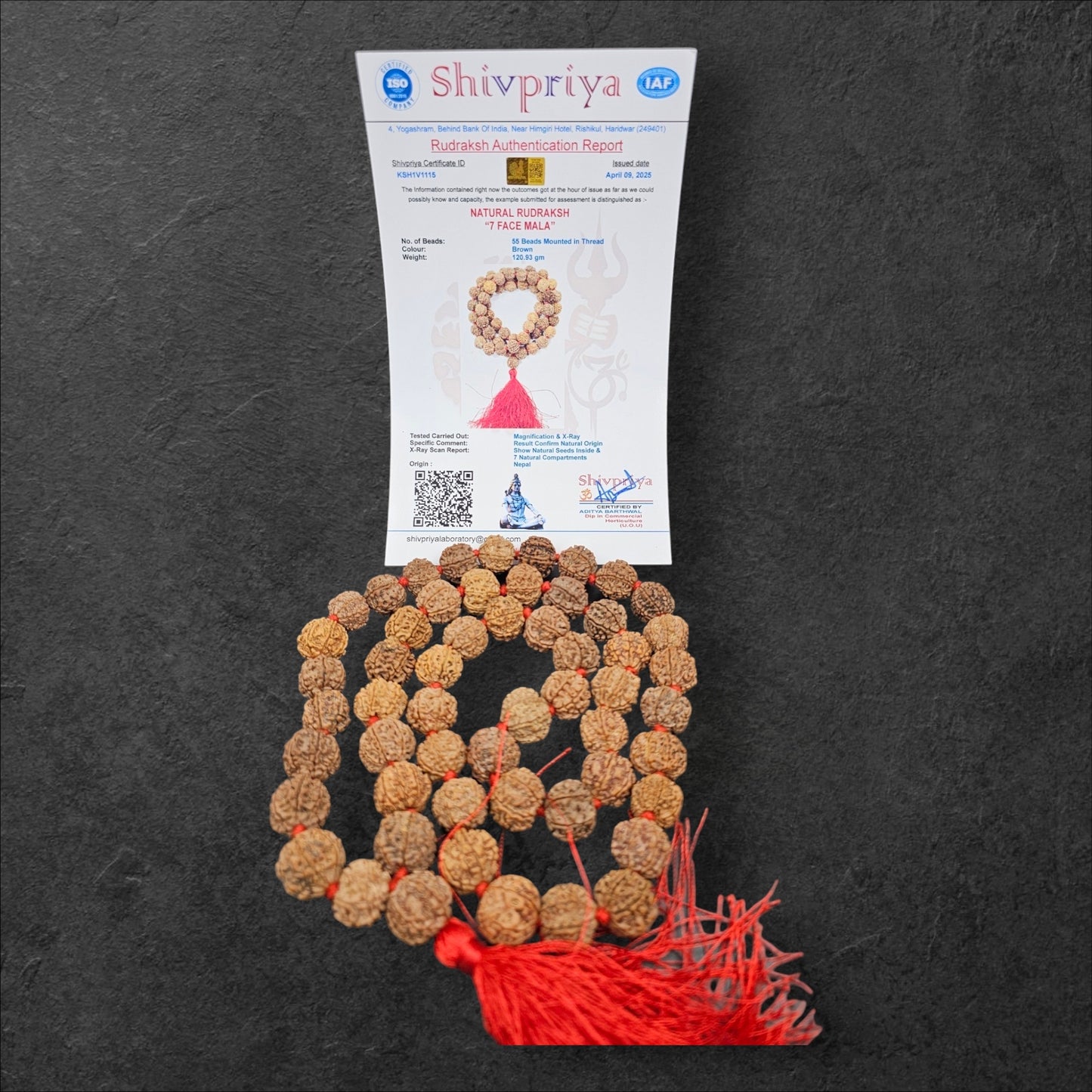 7 MUKHI NEPALI RUDRAKSHA MALA (15MM -18MM BEADS)
