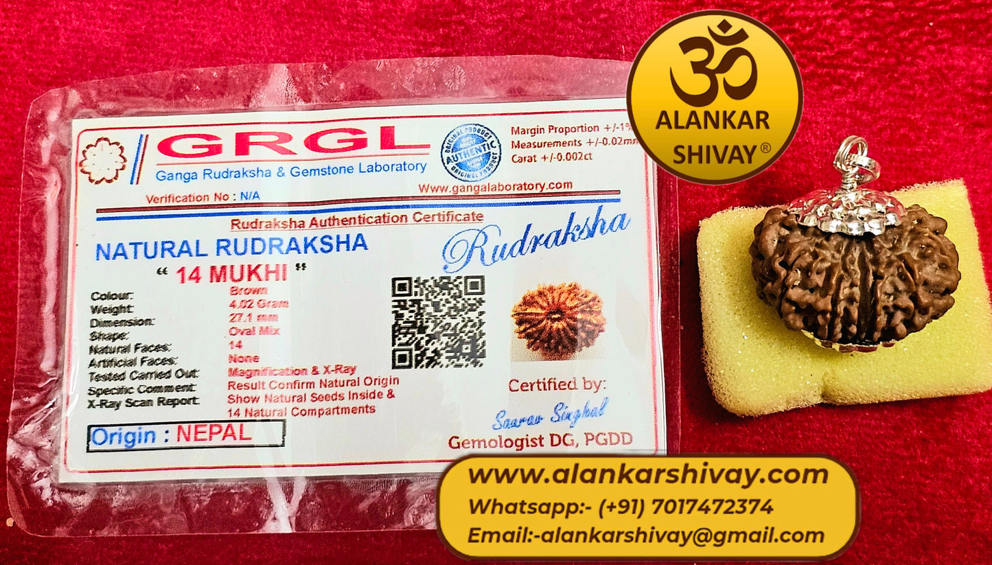 14 MUKHI RUDRAKSH NEPAL ORIGIN WITH LAB CERTIFICATION