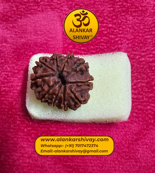 10 MUKHI RUDRAKSH NEPAL ORIGIN WITH LAB CERTIFICATION