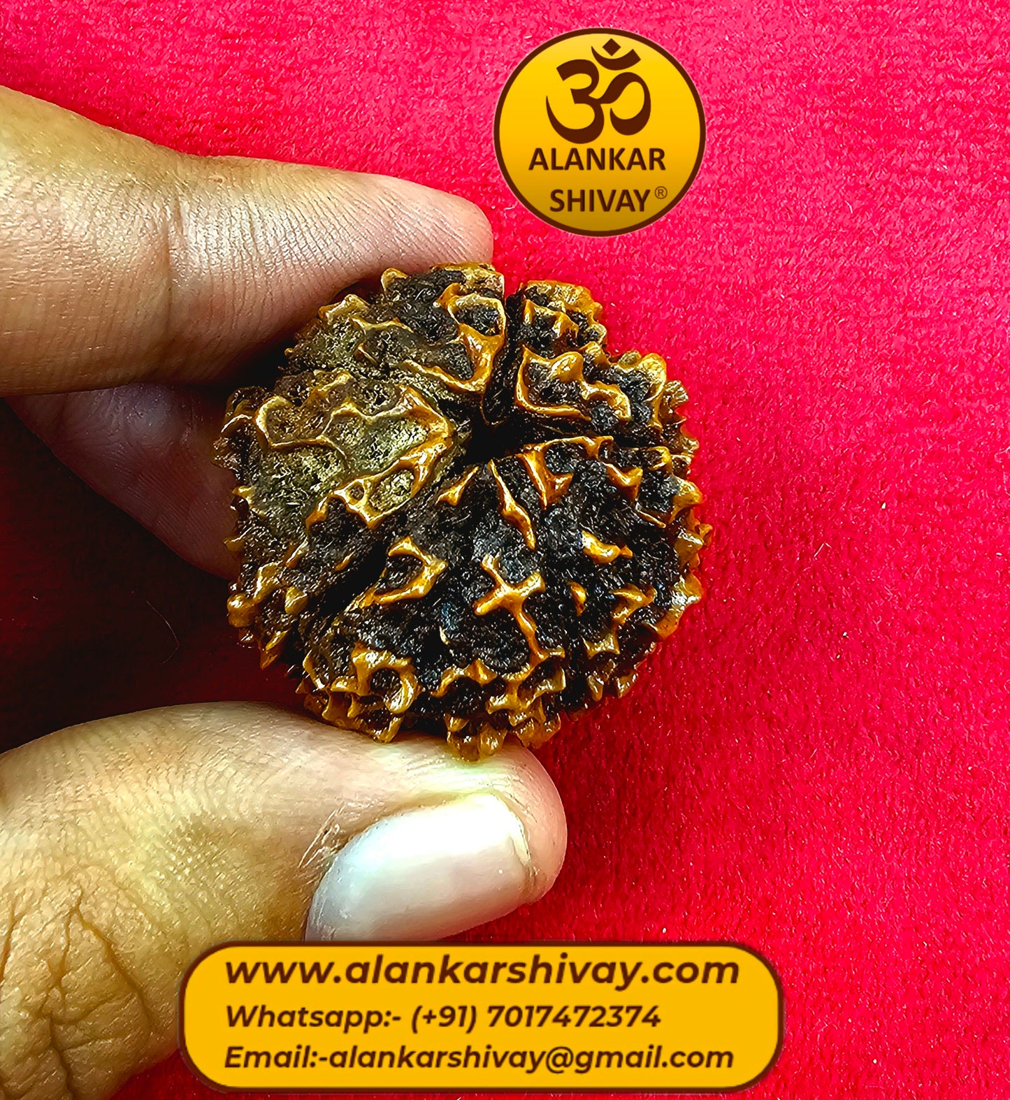 HUGE 5 FACED RUDRAKSHA(35 MM APROX)