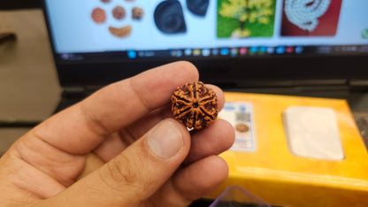 6 MUKHI NEPALI RUDRAKSH WITH X RAYS LAB CERTIFICATION