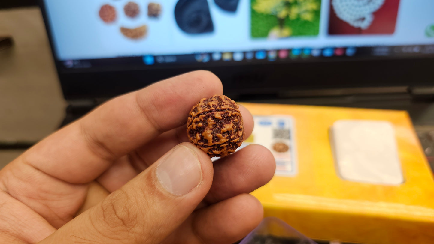 6 MUKHI NEPALI RUDRAKSH WITH X RAYS LAB CERTIFICATION