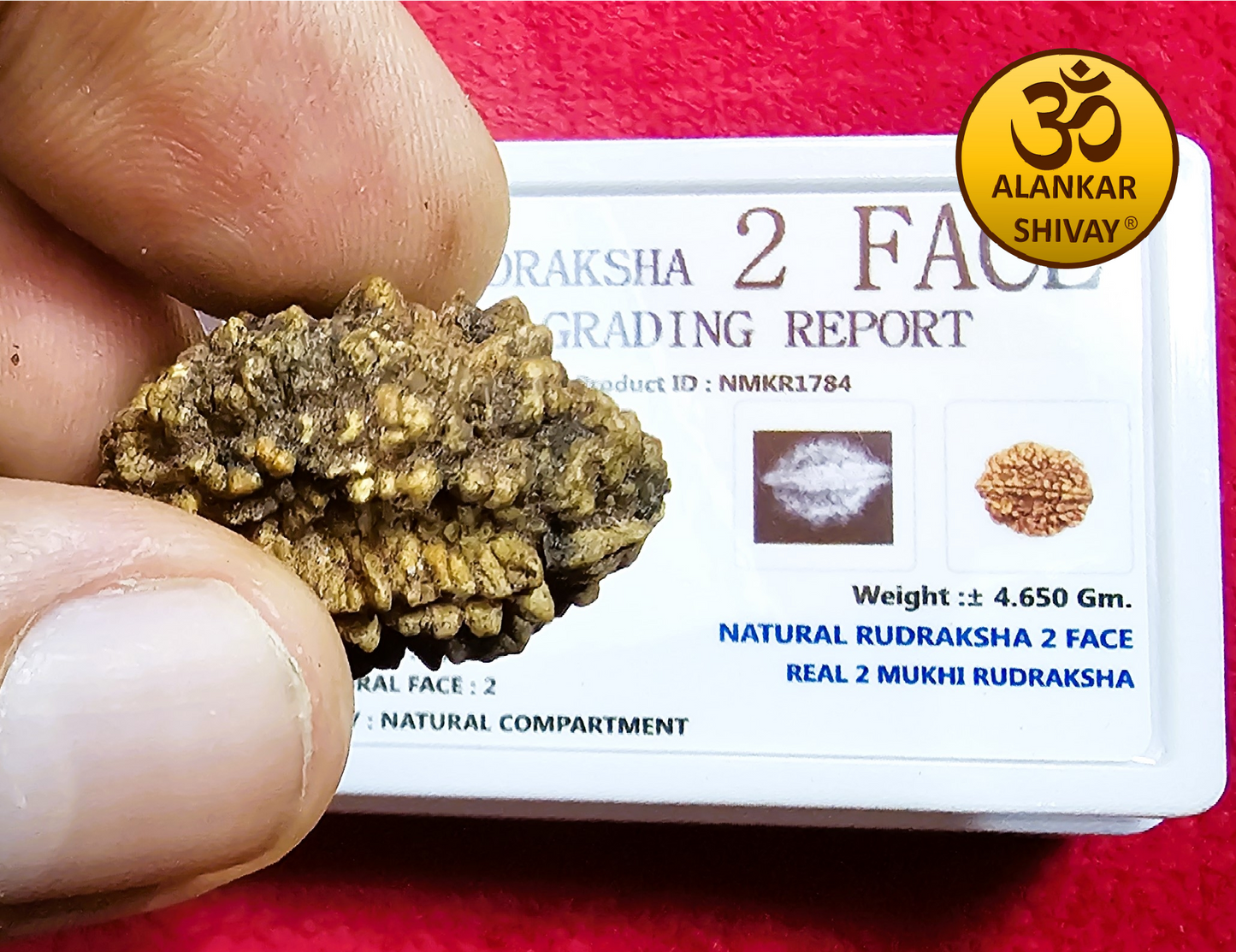 2 MUKHI RUDRAKSH WITH LAB CERTIFICATION