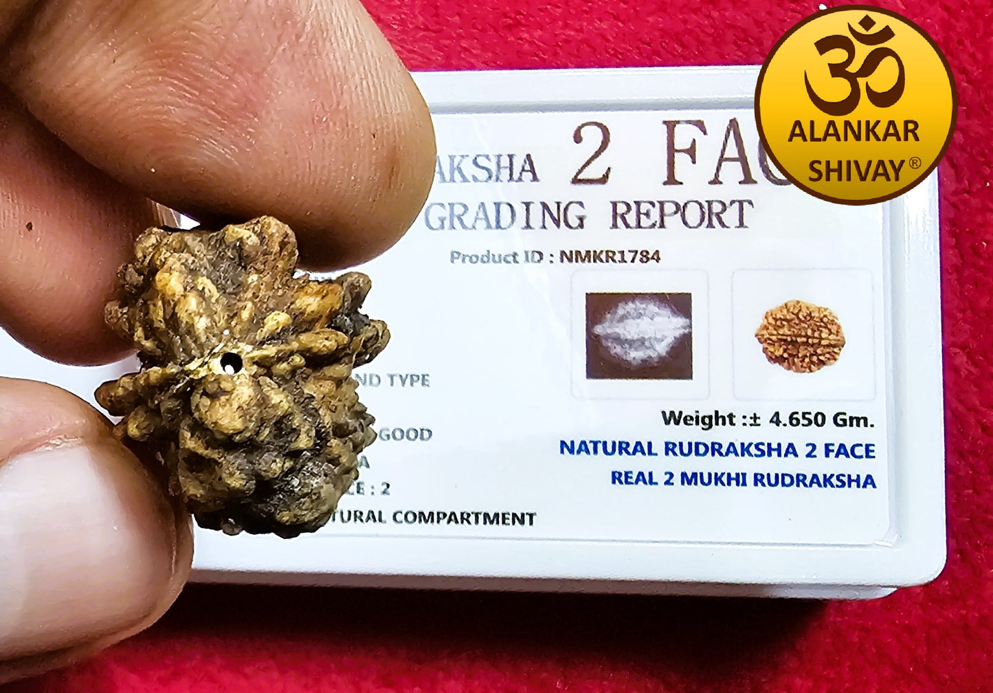 2 MUKHI RUDRAKSH WITH LAB CERTIFICATION