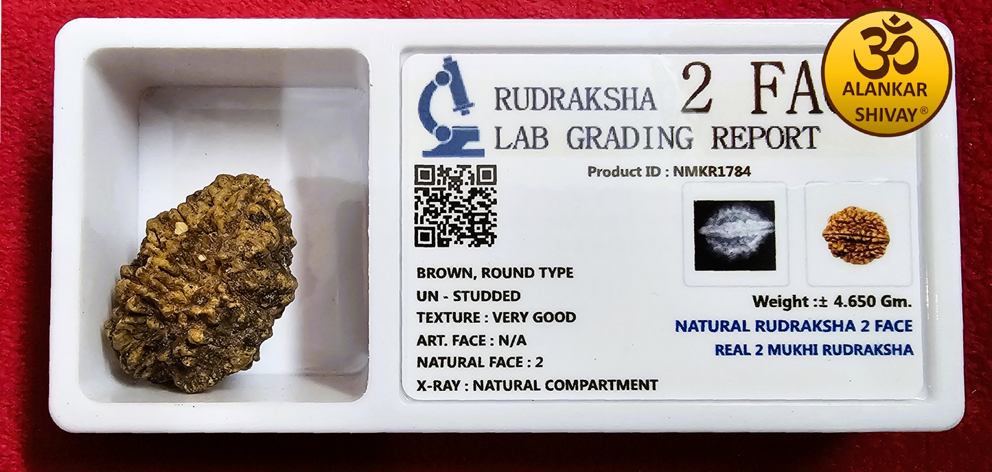 2 MUKHI RUDRAKSH WITH LAB CERTIFICATION