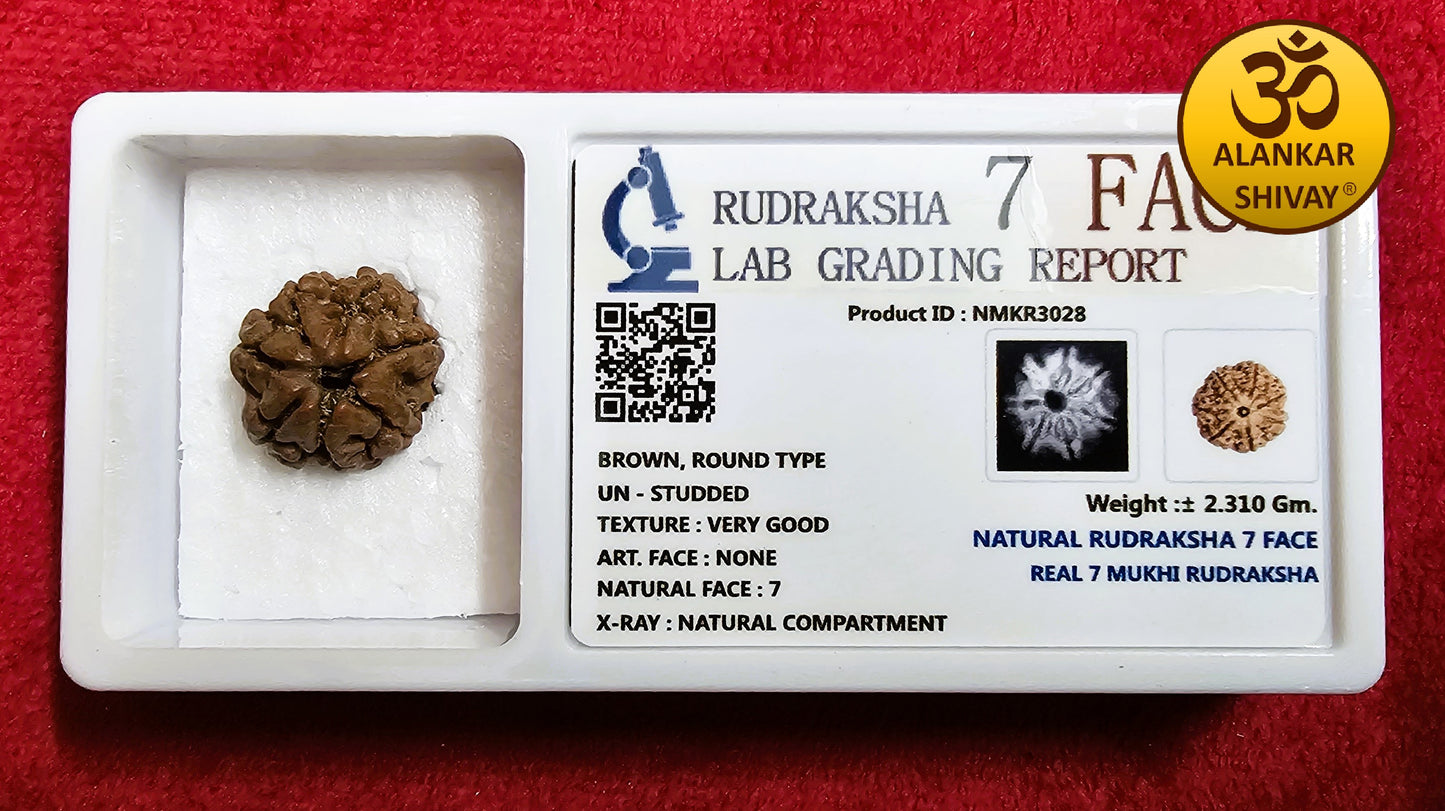 7 MUKHI RUDRAKSH  WITH LAB CERTIFICATION (INDONESIAN ORIGIN)