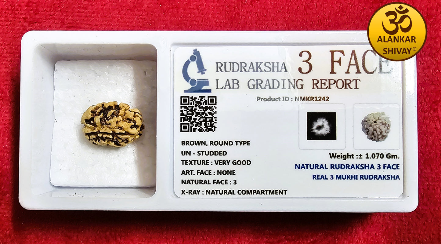 3 MUKHI RUDRAKSH WITH LAB CERTIFICATION