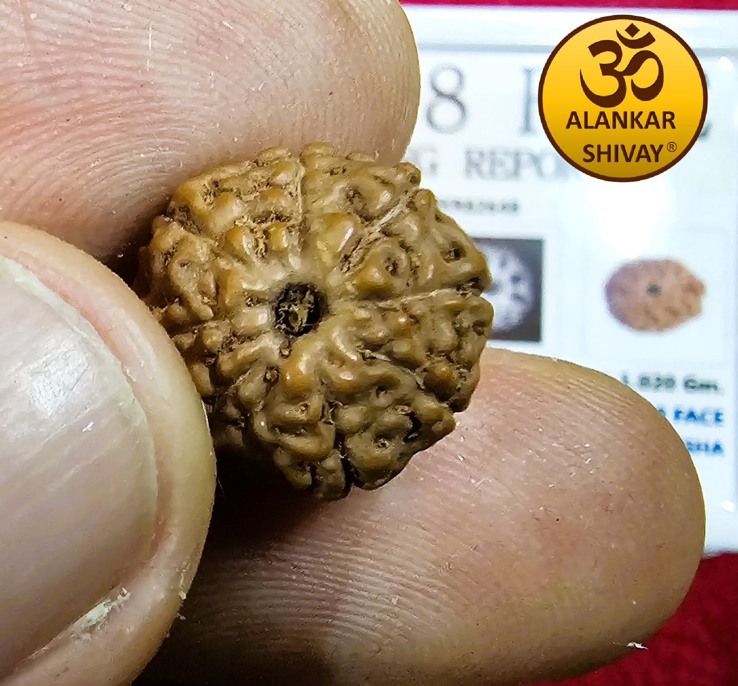 8 MUKHI RUDRAKSH  WITH LAB CERTIFICATION (INDONESIAN ORIGIN)