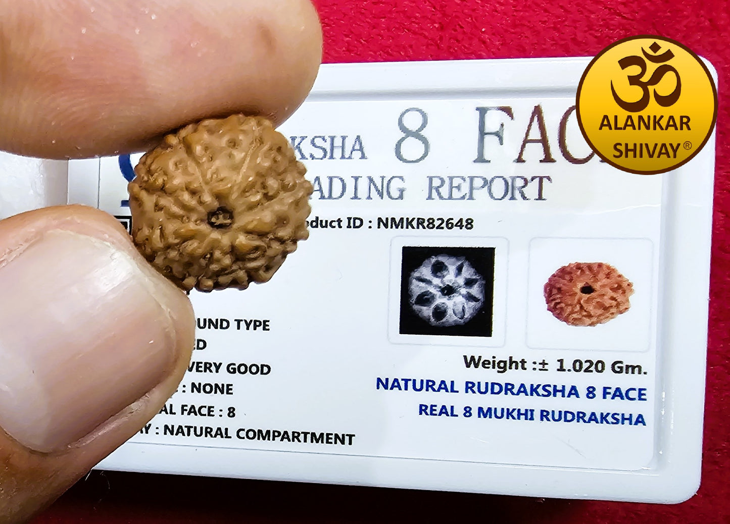 8 MUKHI RUDRAKSH  WITH LAB CERTIFICATION (INDONESIAN ORIGIN)