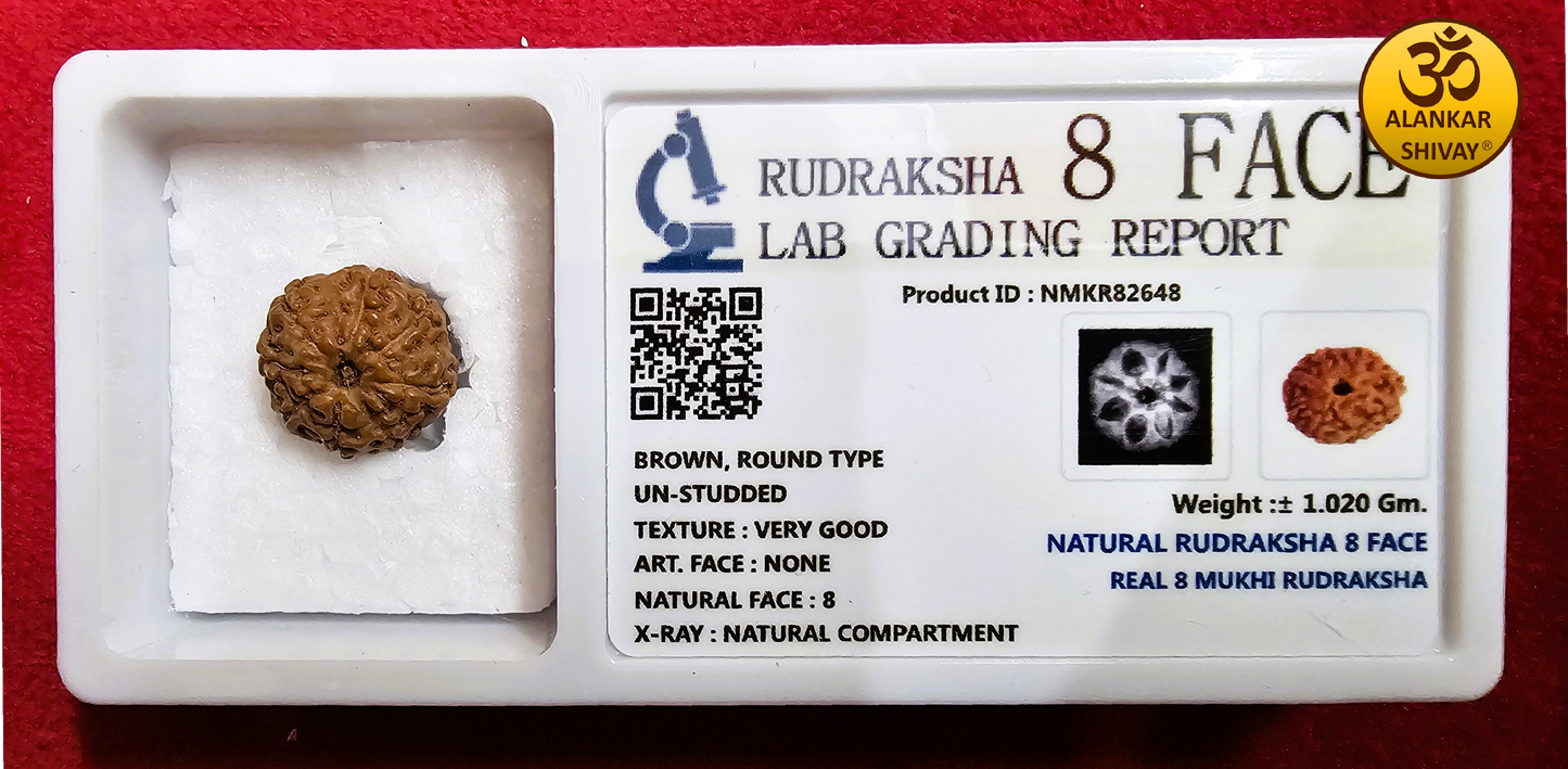 8 MUKHI RUDRAKSH  WITH LAB CERTIFICATION (INDONESIAN ORIGIN)