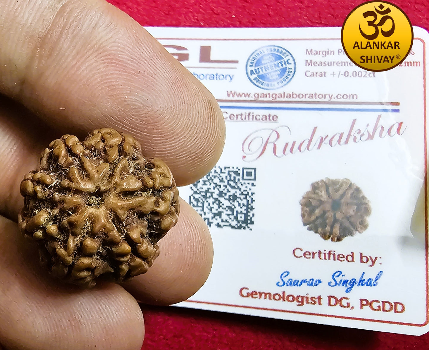 7 MUKHI RUDRAKSH  WITH LAB CERTIFICATION (INDONESIAN ORIGIN)