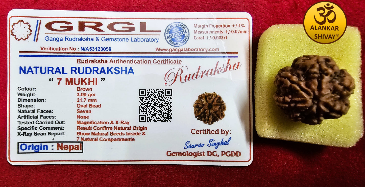 7 MUKHI RUDRAKSH  WITH LAB CERTIFICATION (INDONESIAN ORIGIN)