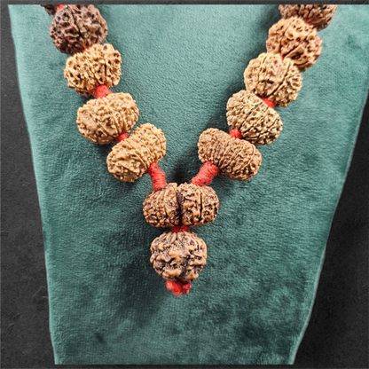 1 - 14 MUKHI RUDRAKSHA NEPAL SIDDH MALA WITH GOVERNMENT CERTIFIED DETAILED X-RAYS LAB REPORT