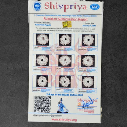 1 - 14 MUKHI RUDRAKSHA NEPAL SIDDH MALA WITH GOVERNMENT CERTIFIED DETAILED X-RAYS LAB REPORT