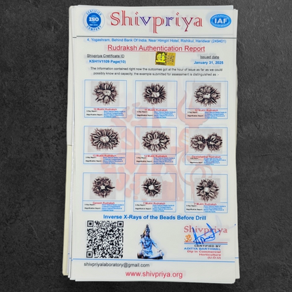 1 - 14 MUKHI RUDRAKSHA NEPAL SIDDH MALA WITH GOVERNMENT CERTIFIED DETAILED X-RAYS LAB REPORT