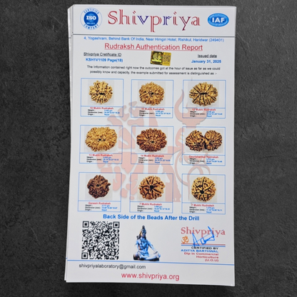 1 - 14 MUKHI RUDRAKSHA NEPAL SIDDH MALA WITH GOVERNMENT CERTIFIED DETAILED X-RAYS LAB REPORT