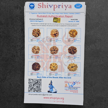 1 - 14 MUKHI RUDRAKSHA NEPAL SIDDH MALA WITH GOVERNMENT CERTIFIED DETAILED X-RAYS LAB REPORT