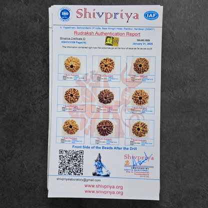 1 - 14 MUKHI RUDRAKSHA NEPAL SIDDH MALA WITH GOVERNMENT CERTIFIED DETAILED X-RAYS LAB REPORT