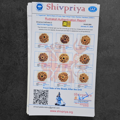 1 - 14 MUKHI RUDRAKSHA NEPAL SIDDH MALA WITH GOVERNMENT CERTIFIED DETAILED X-RAYS LAB REPORT