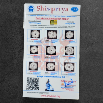 1 - 14 MUKHI RUDRAKSHA NEPAL SIDDH MALA WITH GOVERNMENT CERTIFIED DETAILED X-RAYS LAB REPORT