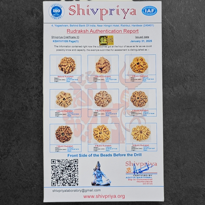 1 - 14 MUKHI RUDRAKSHA NEPAL SIDDH MALA WITH GOVERNMENT CERTIFIED DETAILED X-RAYS LAB REPORT