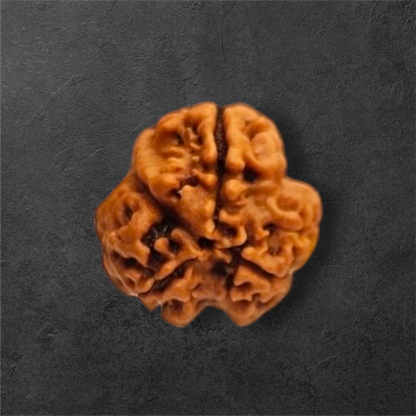 3 MUKHI RUDRAKSH NEPAL ORIGIN WITH X RAY LAB CERTIFICATION
