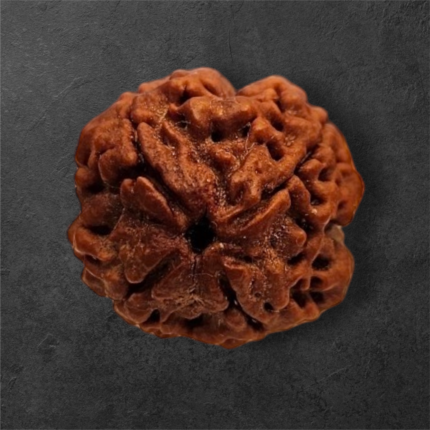 4 MUKHI RUDRAKSH NEPAL ORIGIN WITH X RAY LAB CERTIFICATION